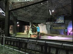 老虎表演-清迈夜间动物园