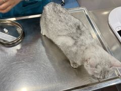 -万博宠物医院·手术·诊疗(未央凤城五路店)