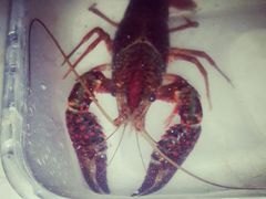 android_upload_pic-云晓光头烧烤吧(新大陆广场店)