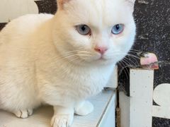 -Let's go狗咖·猫咖·奶狗·桌游(春熙路IFS店)