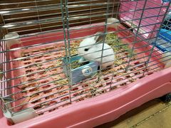 -龟与熊猫宠物公园(南坪店)