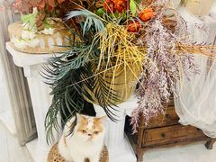 -共舞时光猫咖·狗咖(新街口店)