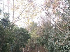 -东平国家森林公园