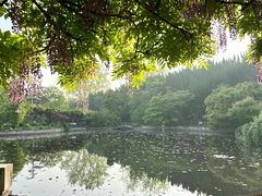 -嘉定紫藤园