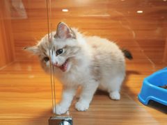 -猫十亿·布偶金渐层·曼基康矮脚猫舍(青年路店)
