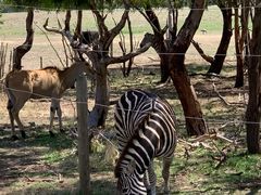 -威勒比开放式动物园