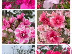 -上海滨江森林公园