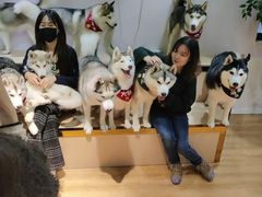 -Husky Go! 哈士奇体验馆·宠物咖啡厅狗咖