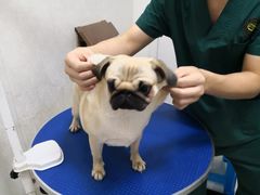 -瑞派康怡24h宠物医院·犬猫医疗中心·微创绝育(瑞景分院)