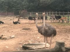 -西安秦岭野生动物园