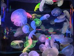 -太平洋海底世界