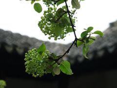 -沧浪亭