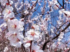 -梅花山(明孝陵内)