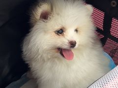 -安安宠医宠物医院·异宠·犬猫内科(岳阳分院)