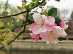-海棠花溪(元大都城垣遗址公园)