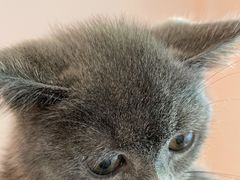 -猫咪派对(江南西店)