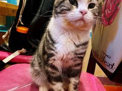 -猫小院猫主题咖啡厅(北锣店)