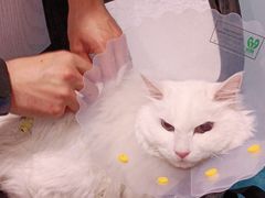 -纳吉亚猫专科动物医院·北北分院