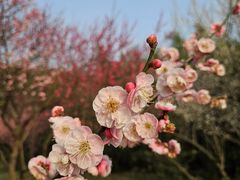 -蜀冈西峰生态公园