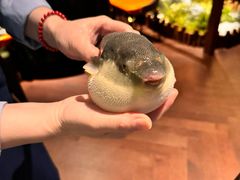 -肆月河豚·淮扬菜·湘菜(华天店)