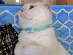 -鼓捣猫呢主题猫咖店