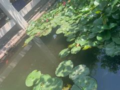 -食家鸽园