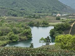 -龙坞茶村