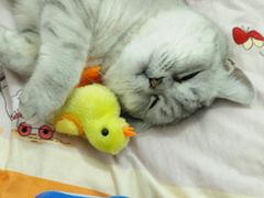 -北京观赏动物医院·24小时大型综合·猫专科·异宠专科