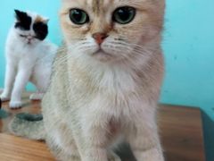 -猫小院猫主题餐厅(三里屯店)