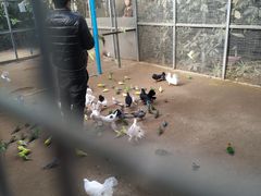 -呀路古热带植物园