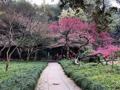 -杭州植物园