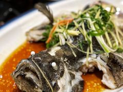 清蒸青斑-北海渔村酒楼·粤菜海鲜点心(新华店)