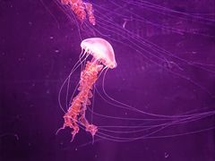 -珠海长隆海洋王国