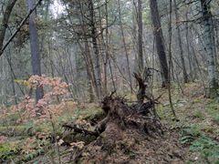 -五营红松林海景区