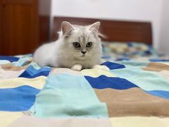 -糯米喵星人总部直营旗舰店·猫舍·幼猫出售