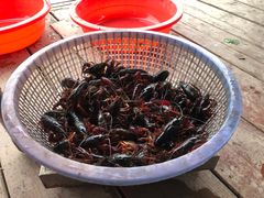 -同銮特种养殖场·龙虾垂钓