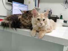 -达爱动物医院·犬猫分区·CT·复杂眼科(远洋山水分院)