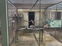 -合肥野生动物园