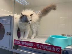 -lincat·猫舍(广州店)