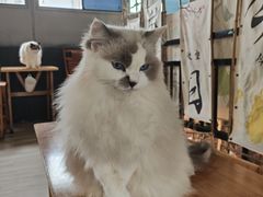 -豆逗聊愈猫阁Easy Life