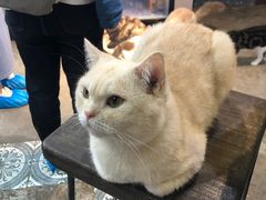 -more than meow吴止猫主题餐厅(承德 中船汇店)