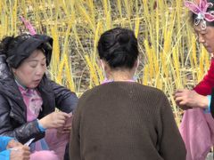 -溱湖国家湿地公园