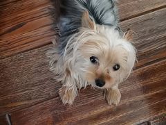 -翊宠yipet猫狗购宠庄园犬舍•猫舍