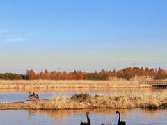-宁波杭州湾国家湿地公园
