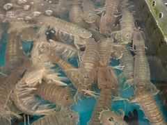 -四川小胡子海鲜(丁村万人海鲜广场店)