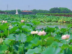 -荷塘月色湿地公园·向阳花洲