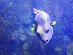 -太平洋海底世界