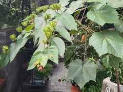 -广州神农草堂中医药博物馆