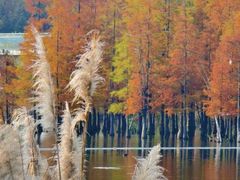 -白鹭湾湿地公园