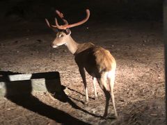 -清迈夜间动物园